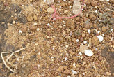 речной песок, камушки и ракушки