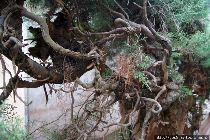 можжевеловое дерево Энтеббе, Уганда