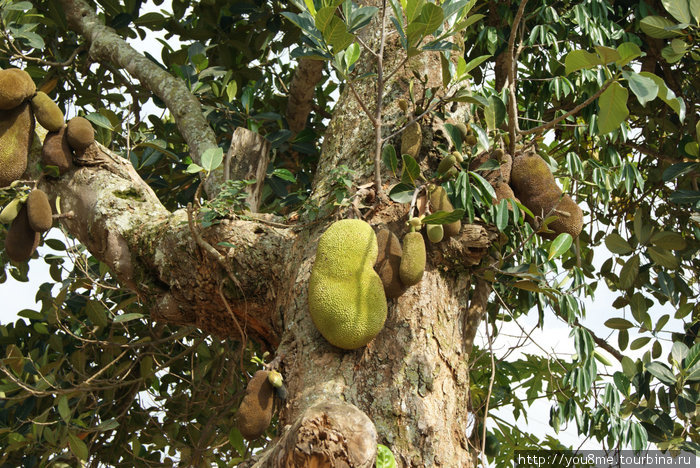 так растут фрукты Энтеббе, Уганда