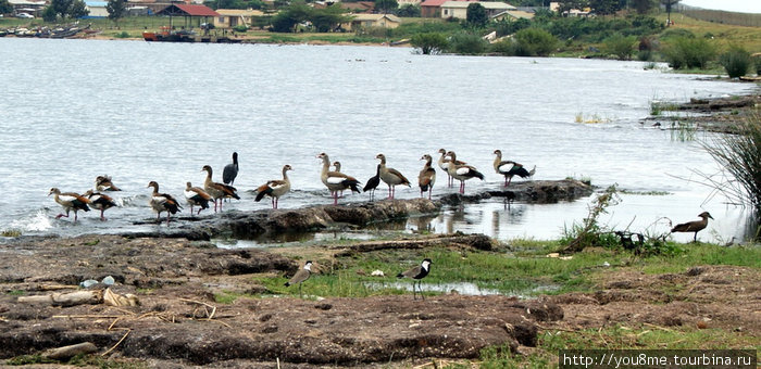 птицы Энтеббе, Уганда