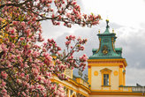 Магнолии в полном цвету у Вилянувского дворца.