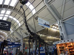 Вот какой скелет травоядного динозавра  стоит в одном из  залов аэропорта О’ Хара в Чикаго.