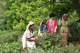 Чай собирать — непростое дело! Дневная норма — 12 кг листьев (причем только молодых, нежно-зеленых!). В этих районах острова, вокруг Канди, производят черный чай, так наз. среднегорный. Аромат — мммм!