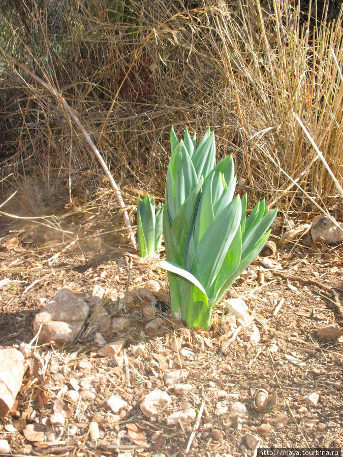 весной цветы расцветут Нахаль-Амуд Природный Парк, Израиль