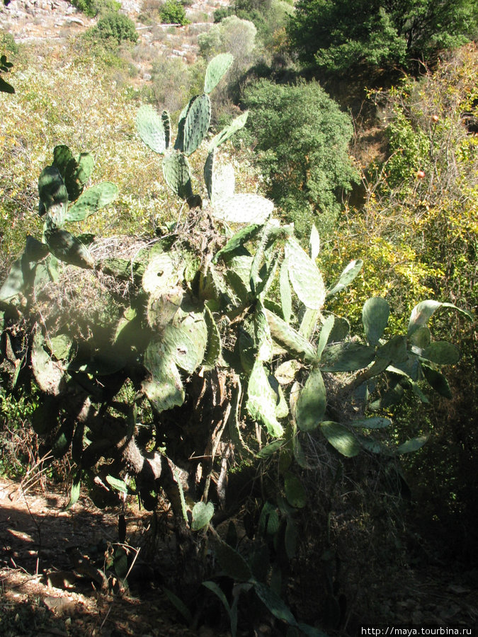 кактусы на склонах вырастают высотой по два метра Нахаль-Амуд Природный Парк, Израиль