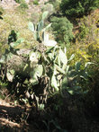 кактусы на склонах вырастают высотой по два метра