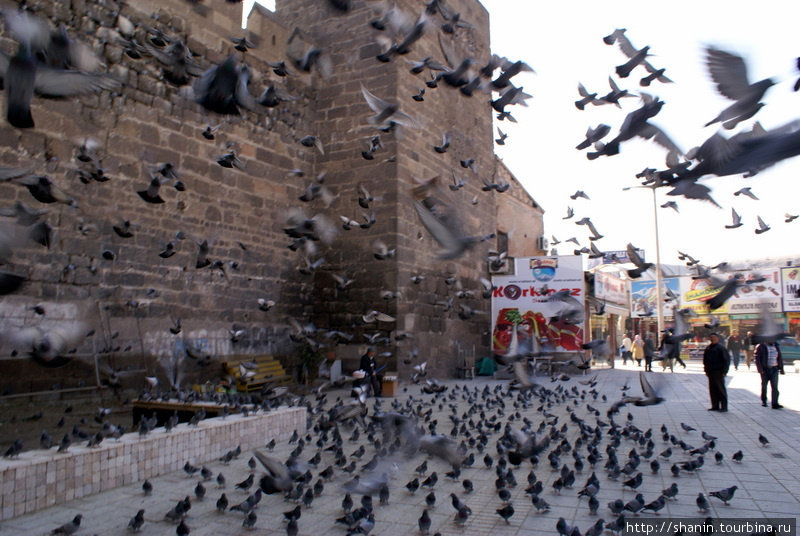 Голуби у стен крепости в Кайсери Кайсери, Турция