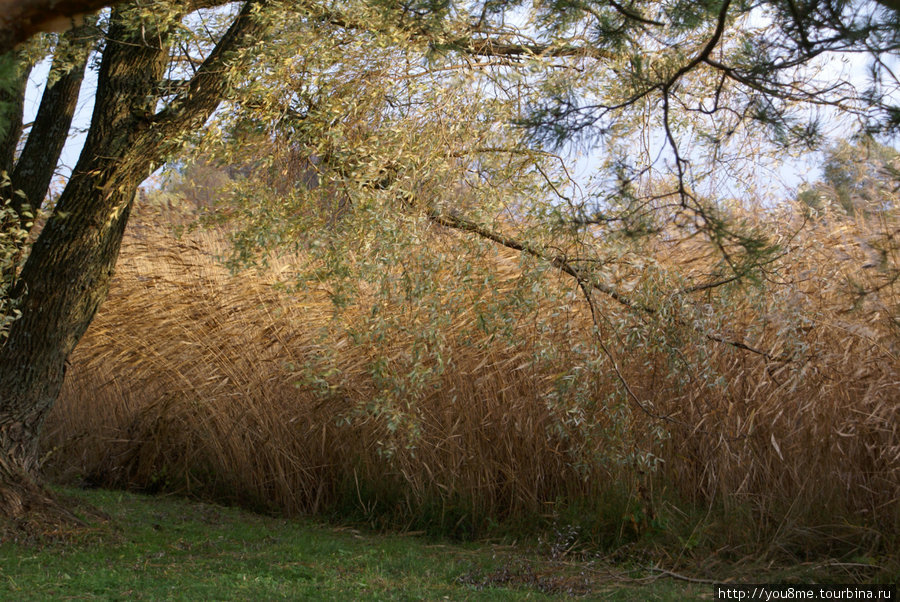 трава гнется под ветром Пярну, Эстония