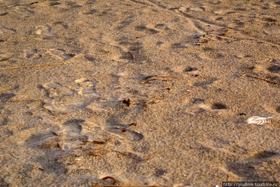 влажный песок Пярну, Эстония