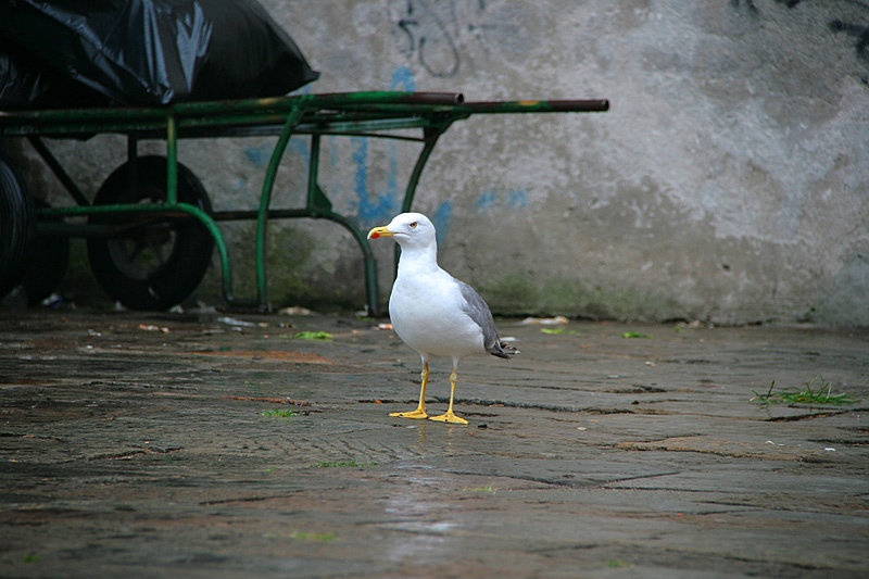 Чайки в Венеции выполняю роль ворон: гоняют голубей и жрут мусор Венеция, Италия