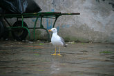 Чайки в Венеции выполняю роль ворон: гоняют голубей и жрут мусор