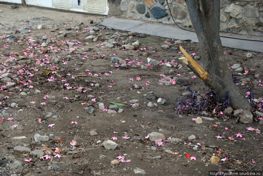 опавшие цветки на земле Бужумбура, Бурунди