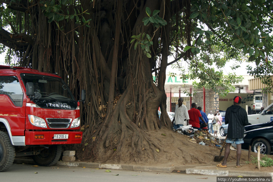 дерево на центральной городской улице Бужумбура, Бурунди
