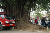 дерево на центральной городской улице