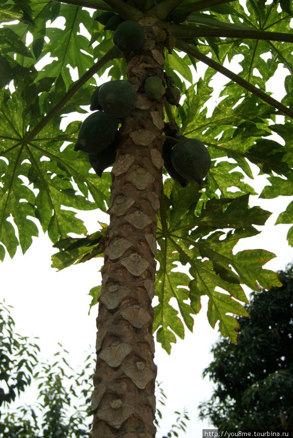 пальма Бужумбура, Бурунди