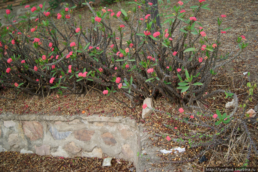 цветы с колючками Бужумбура, Бурунди