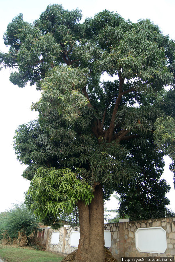 такое высокое дерево Бужумбура, Бурунди