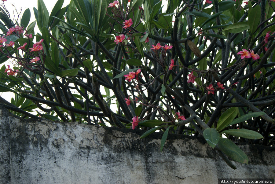 цветущее дерево Бужумбура, Бурунди