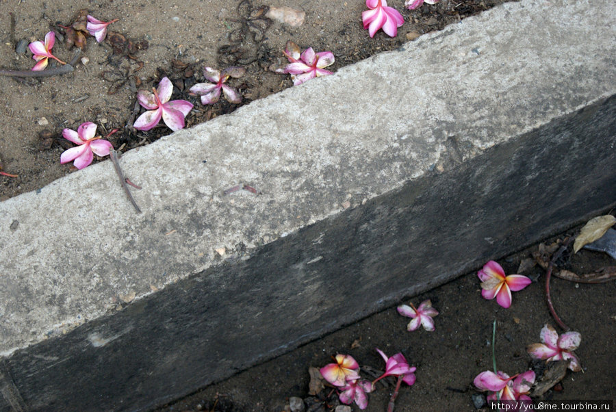 опавшие цветки на земле Бужумбура, Бурунди