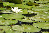 Лилии в курортном пруду — тоже символ Пьештян.