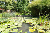 В теплых прудах у входа в парк круглый год цветут кувшинки и зеленеют гигантские листья виктории-регии.