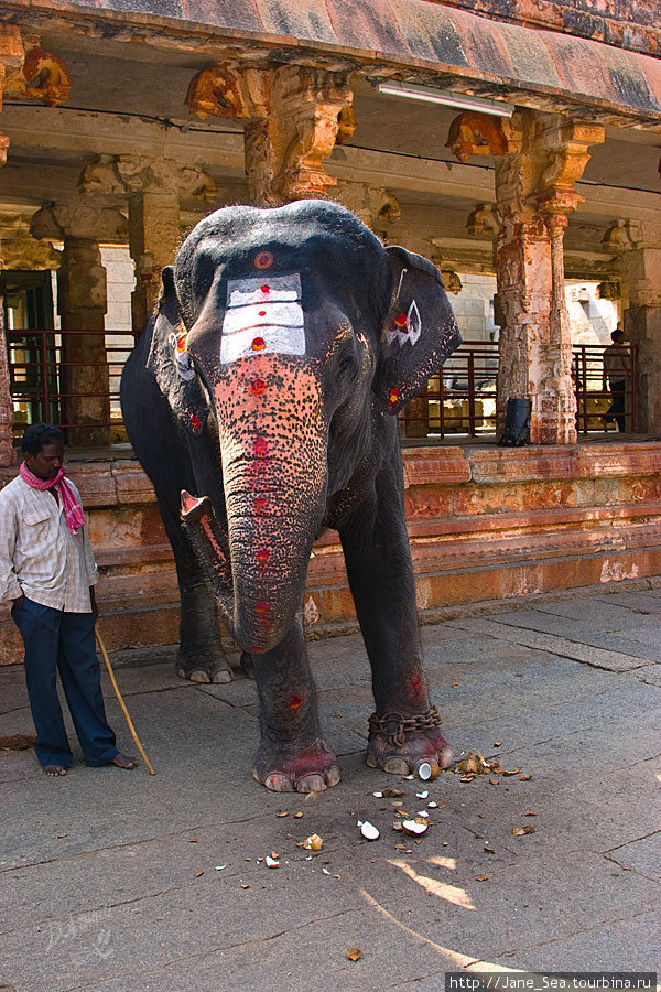 в храме Вирупакши — слоник Хампи, Индия