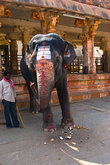 в храме Вирупакши — слоник