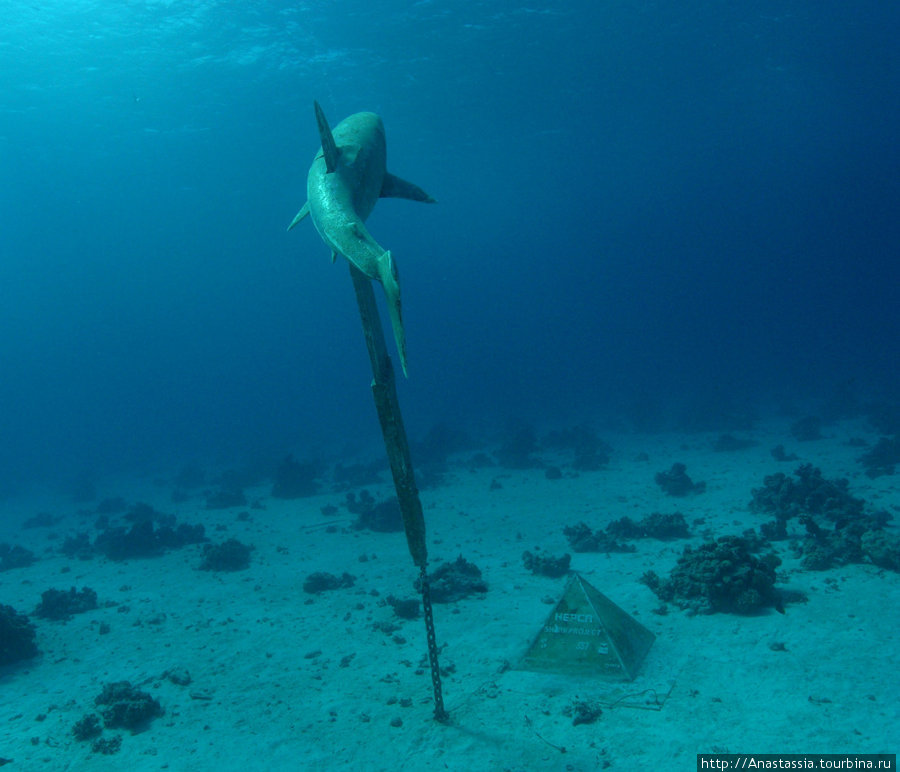 Подводный памятник акуле Хургада, Египет