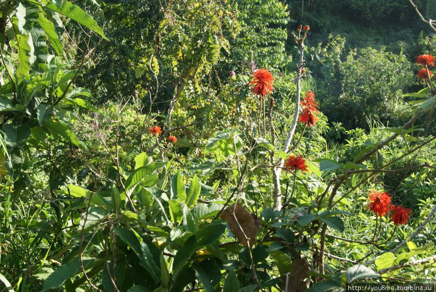 тропические цветы Рвензори Маунтинс Национальный Парк, Уганда