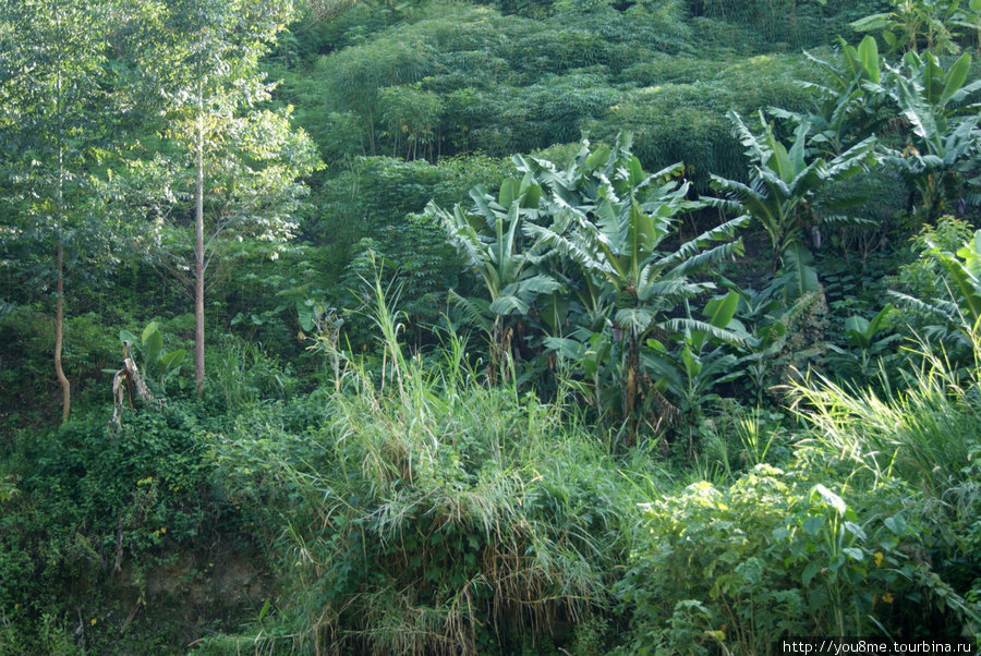 густая тропическая растительность Рвензори Маунтинс Национальный Парк, Уганда