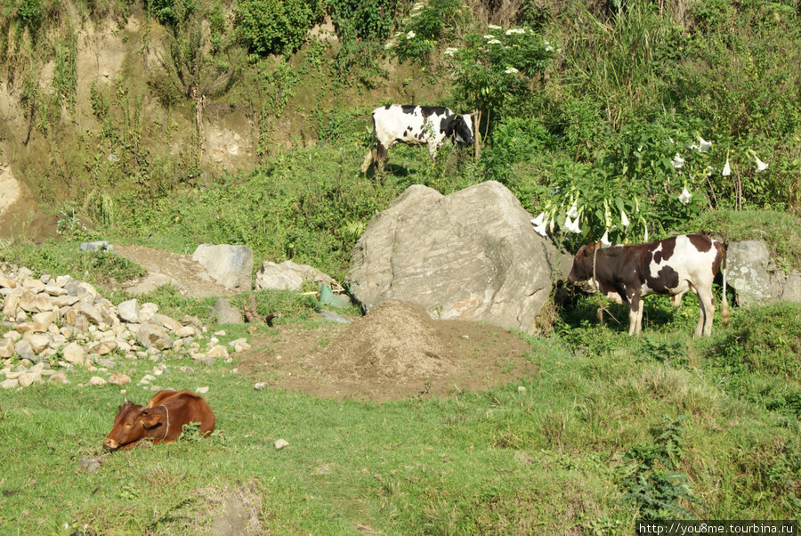 коровы пасутся на горном склоне Рвензори Маунтинс Национальный Парк, Уганда