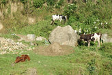 коровы пасутся на горном склоне