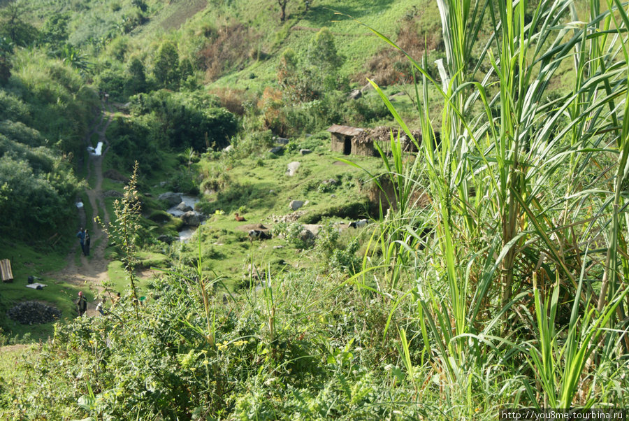 деревня и домики уже позади, остались снизу Рвензори Маунтинс Национальный Парк, Уганда