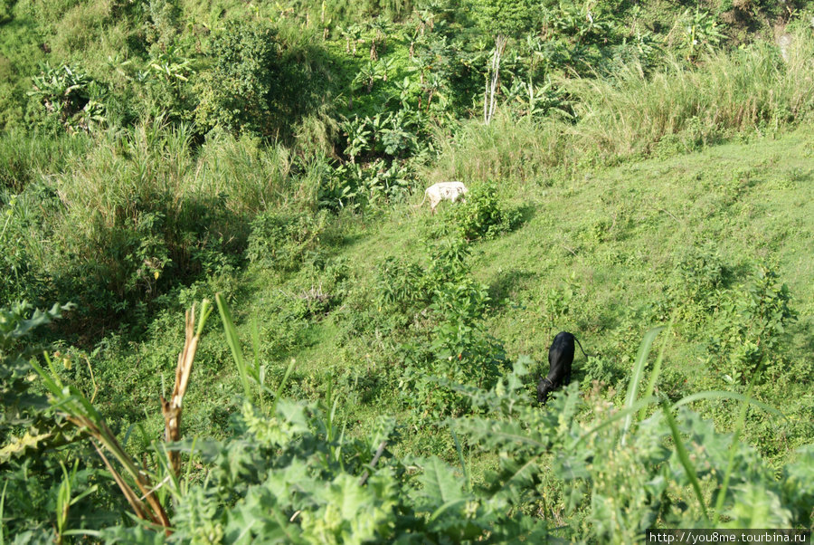 козы в траве Рвензори Маунтинс Национальный Парк, Уганда