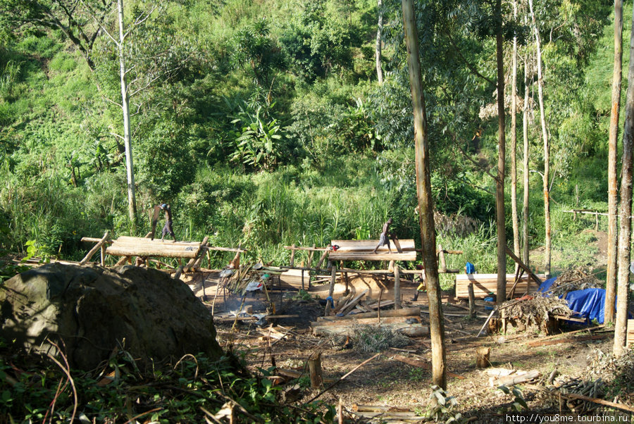 лесопилка Рвензори Маунтинс Национальный Парк, Уганда