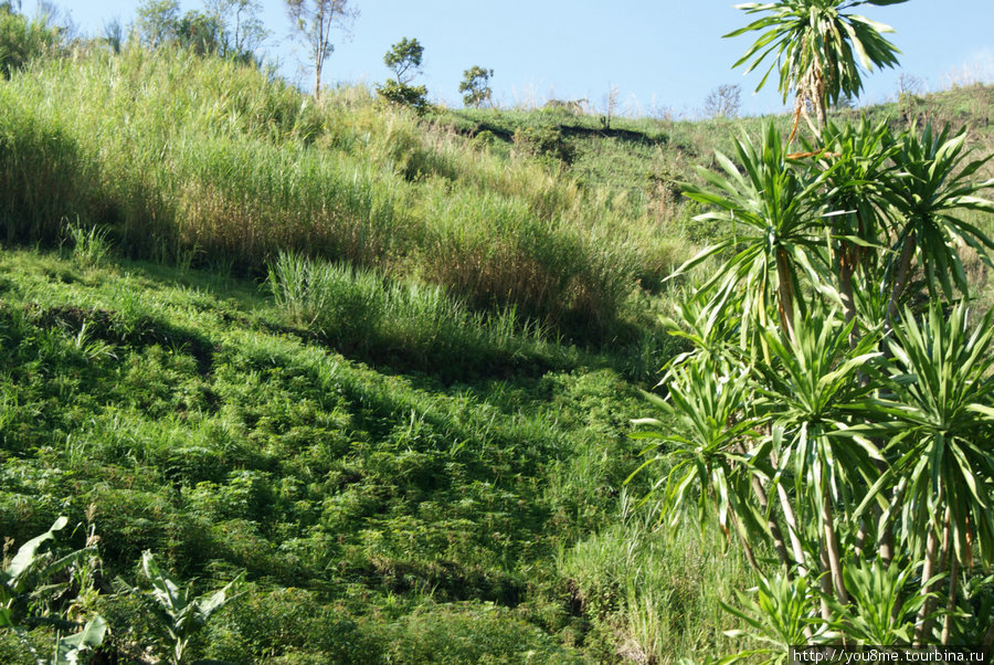 огороды Рвензори Маунтинс Национальный Парк, Уганда