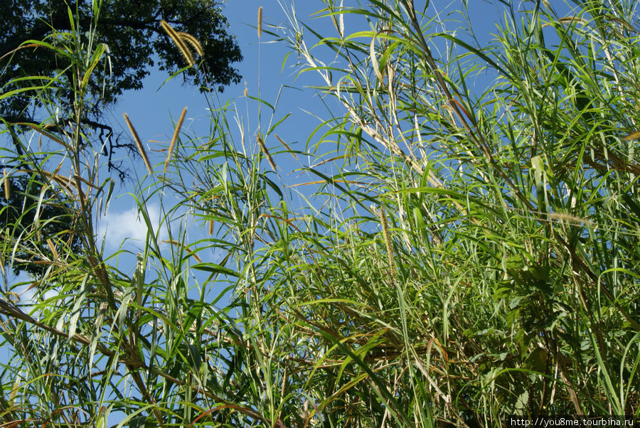 высокая трава Рвензори Маунтинс Национальный Парк, Уганда