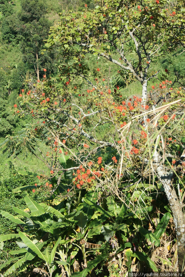 дерево с красными цветами Рвензори Маунтинс Национальный Парк, Уганда