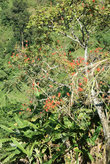 дерево с красными цветами