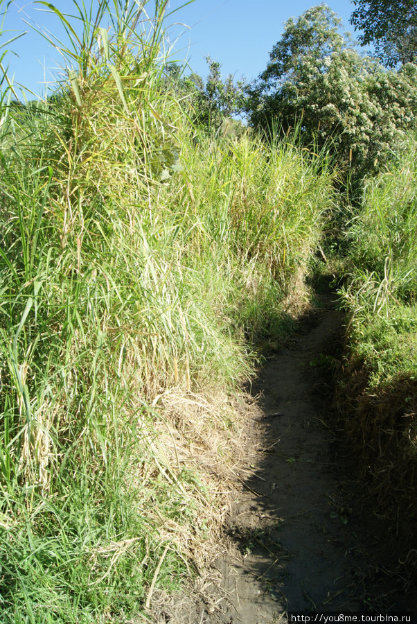 тропинка в высокой траве — сухое русло от дождевых потоков Рвензори Маунтинс Национальный Парк, Уганда