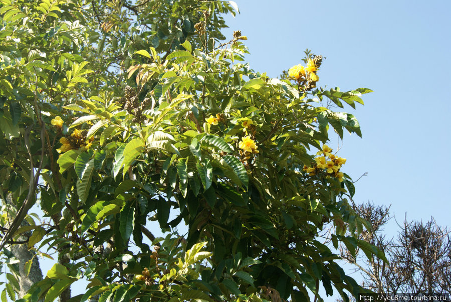 цветы на деревьях Рвензори Маунтинс Национальный Парк, Уганда