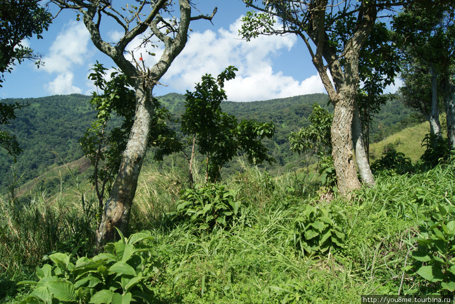 деревья Рвензори Маунтинс Национальный Парк, Уганда