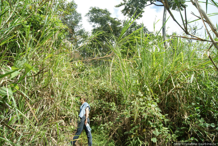 шагни в сторону — и потеряешься Рвензори Маунтинс Национальный Парк, Уганда
