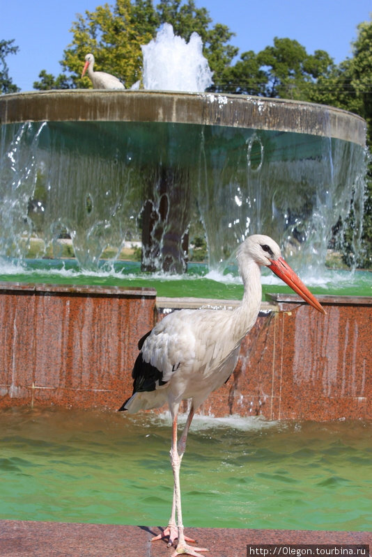 Живые птицы в фонтане Ташкент, Узбекистан