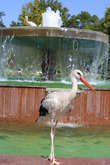 Живые птицы в фонтане