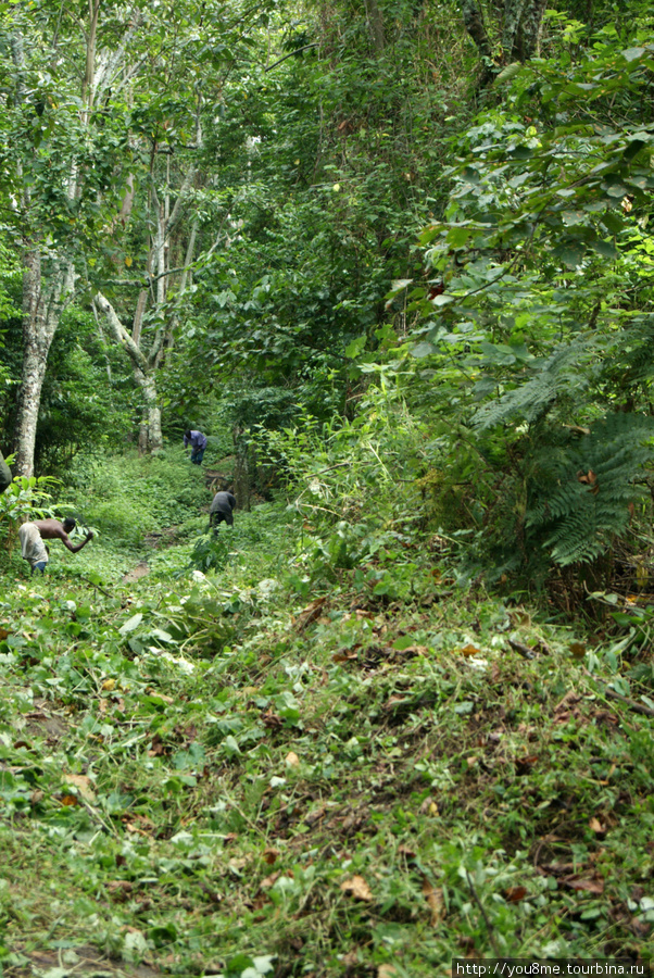дровосеки Рвензори Маунтинс Национальный Парк, Уганда