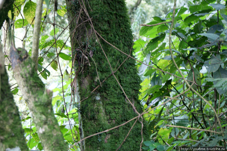 мох на деревьях Рвензори Маунтинс Национальный Парк, Уганда