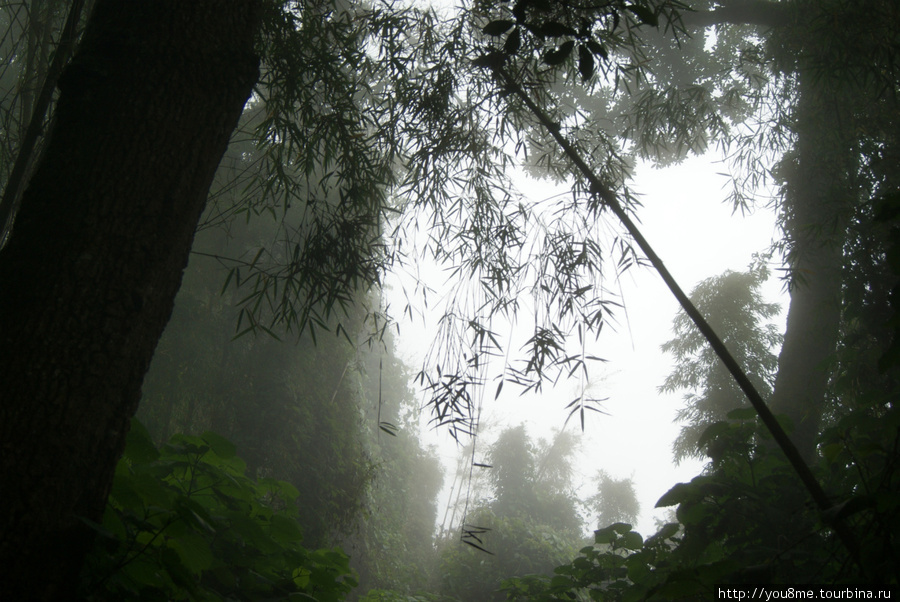 в тропических джунглях Рвензори Маунтинс Национальный Парк, Уганда