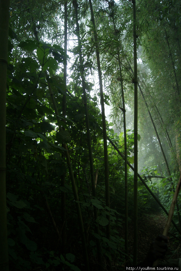 бамбуковый лес Рвензори Маунтинс Национальный Парк, Уганда
