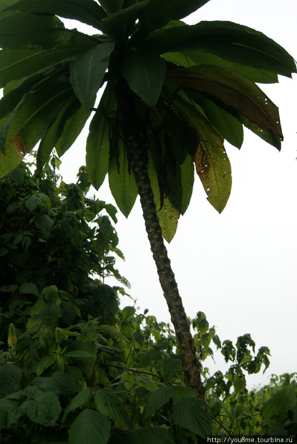 здесь пальма, хотя большей частью кустарники Рвензори Маунтинс Национальный Парк, Уганда